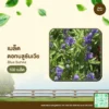 เมล็ดพันธุ์ ดอกบลูซันเวีย