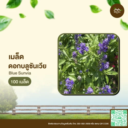 เมล็ดพันธุ์ ดอกบลูซันเวีย