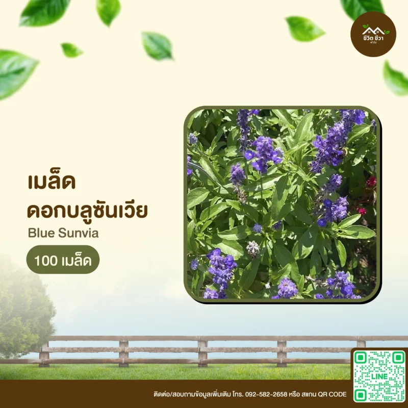 เมล็ดพันธุ์ ดอกบลูซันเวีย