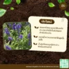 เมล็ดพันธุ์ ดอกบลูซันเวีย
