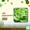 เมล็ดพันธุ์ ผักสลัดบัตเตอร์ครันช์