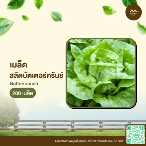เมล็ดพันธุ์ ผักสลัดบัตเตอร์ครันช์