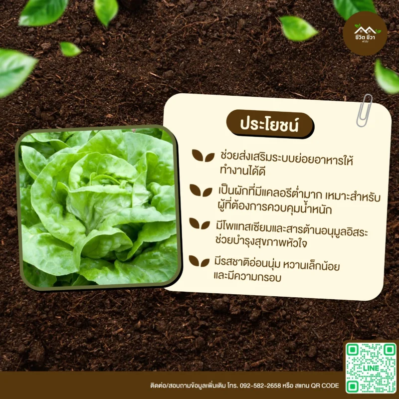 เมล็ดพันธุ์ ผักสลัดบัตเตอร์ครันช์