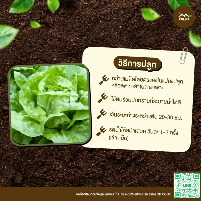เมล็ดพันธุ์ ผักสลัดบัตเตอร์ครันช์