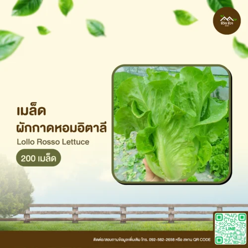 เมล็ดพันธุ์ ผักกาดหอมอิตาลี