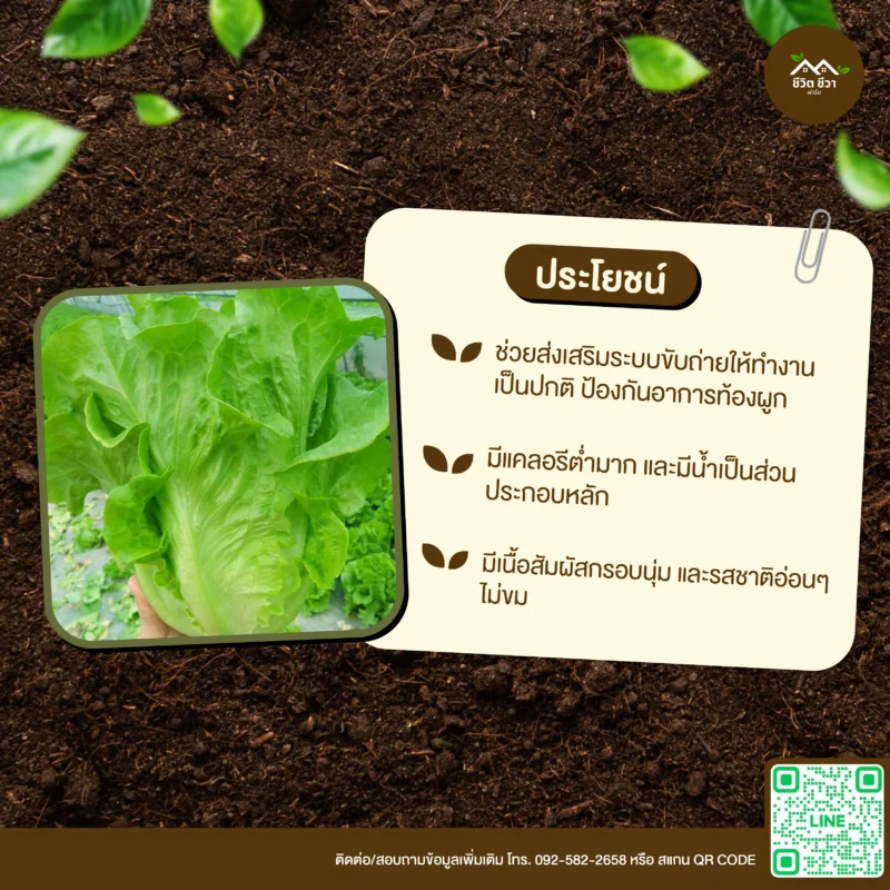เมล็ดพันธุ์ ผักกาดหอมอิตาลี
