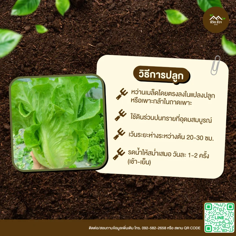 เมล็ดพันธุ์ ผักกาดหอมอิตาลี