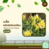 เมล็ดพันธุ์ พริกช่อจีนสีเหลือง
