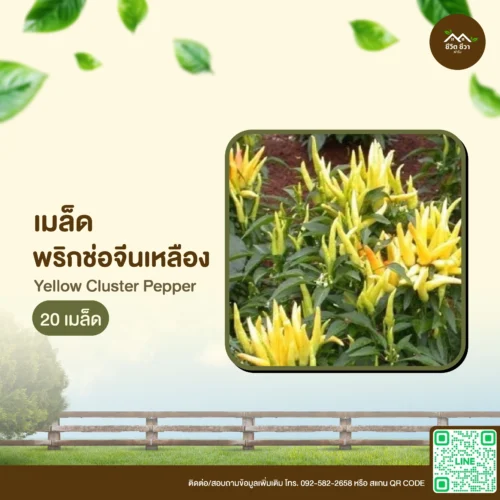 เมล็ดพันธุ์ พริกช่อจีนสีเหลือง