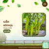 เมล็ดพันธุ์ พริกหนุ่ม