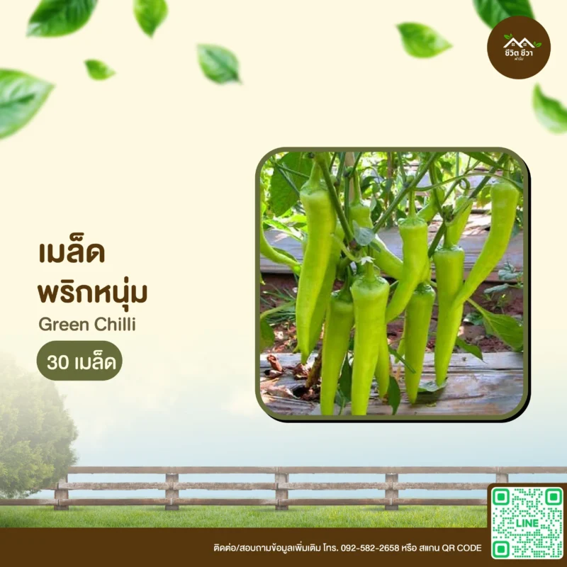 เมล็ดพันธุ์ พริกหนุ่ม