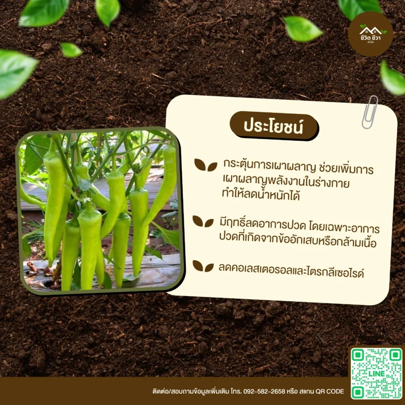 เมล็ดพันธุ์ พริกหนุ่ม