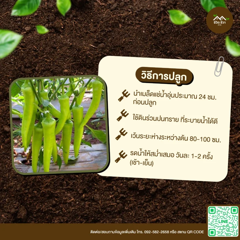 เมล็ดพันธุ์ พริกหนุ่ม