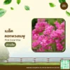 เมล็ดพันธุ์ ดอกพวงชมพู