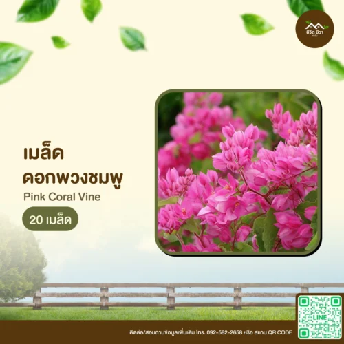 เมล็ดพันธุ์ ดอกพวงชมพู