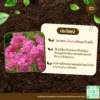 เมล็ดพันธุ์ ดอกพวงชมพู
