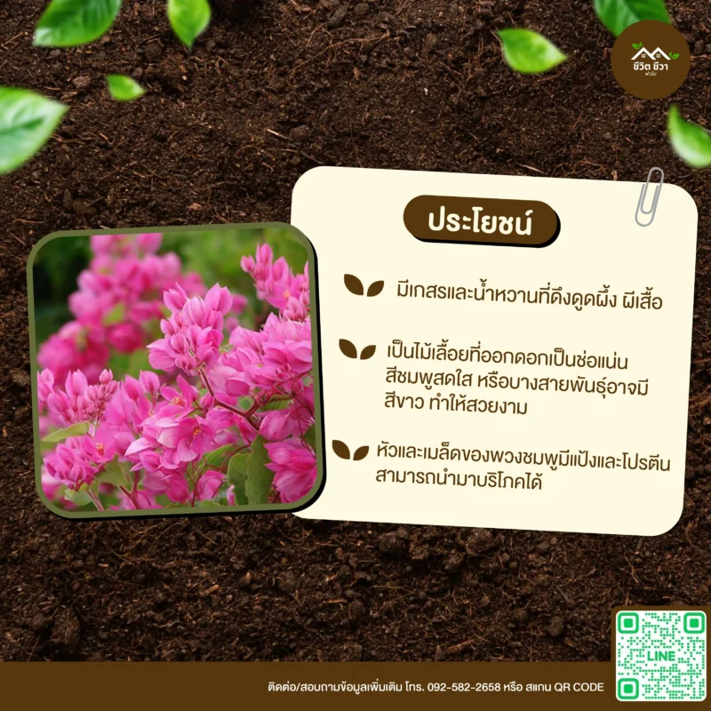 เมล็ดพันธุ์ ดอกพวงชมพู