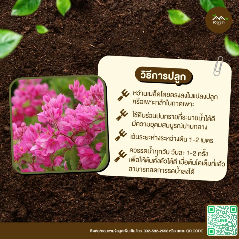 เมล็ดพันธุ์ ดอกพวงชมพู