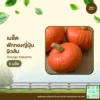 เมล็ดพันธุ์ ฟักทองญี่ปุ่นผิวส้ม