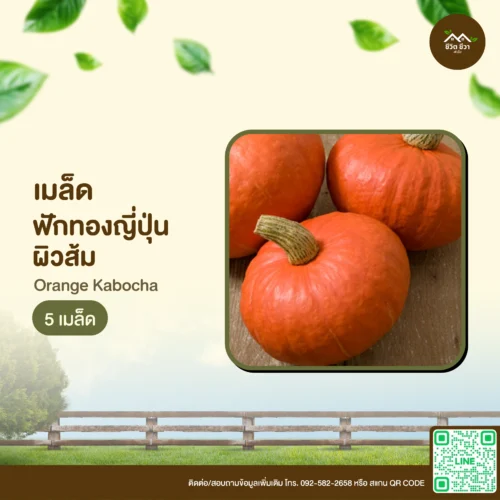 เมล็ดพันธุ์ ฟักทองญี่ปุ่นผิวส้ม