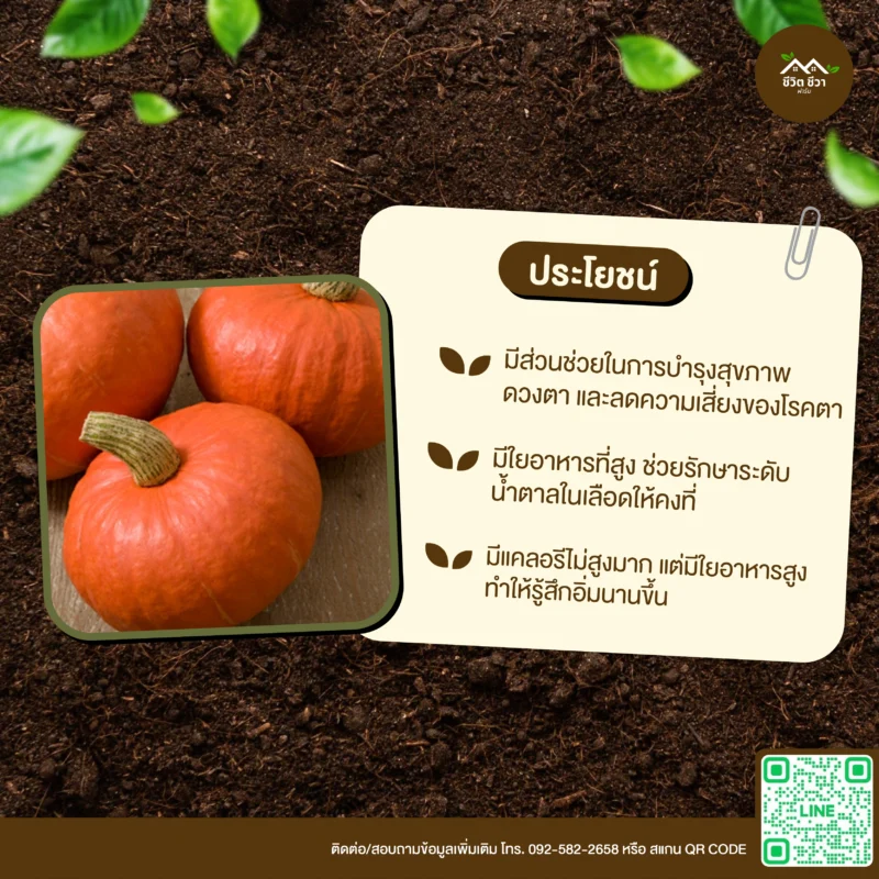 เมล็ดพันธุ์ ฟักทองญี่ปุ่นผิวส้ม