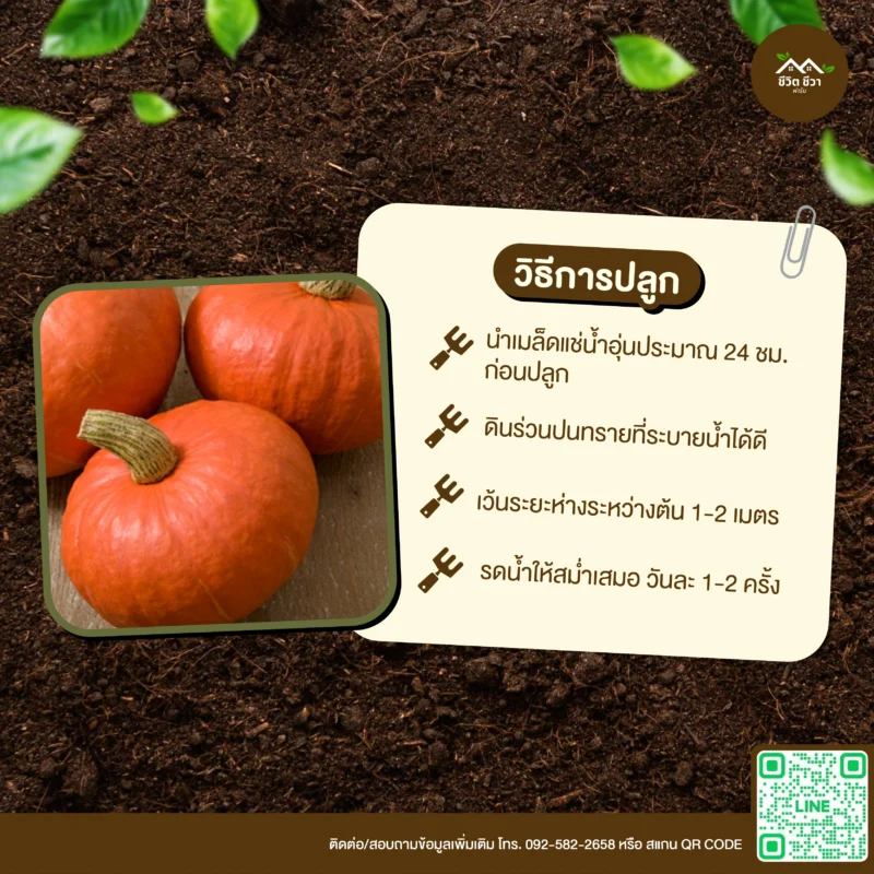 เมล็ดพันธุ์ ฟักทองญี่ปุ่นผิวส้ม
