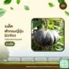 เมล็ดพันธุ์ ฟักทองญี่ปุ่นผิวเขียว