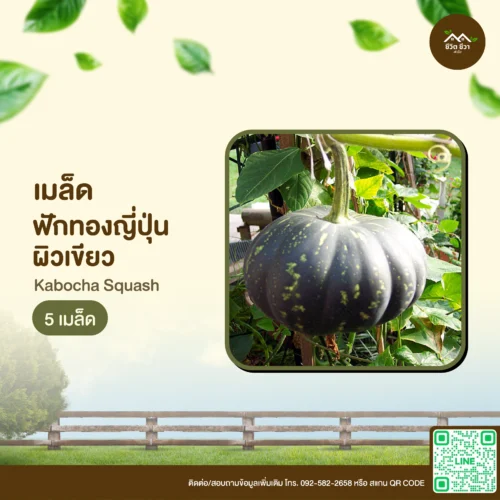 เมล็ดพันธุ์ ฟักทองญี่ปุ่นผิวเขียว