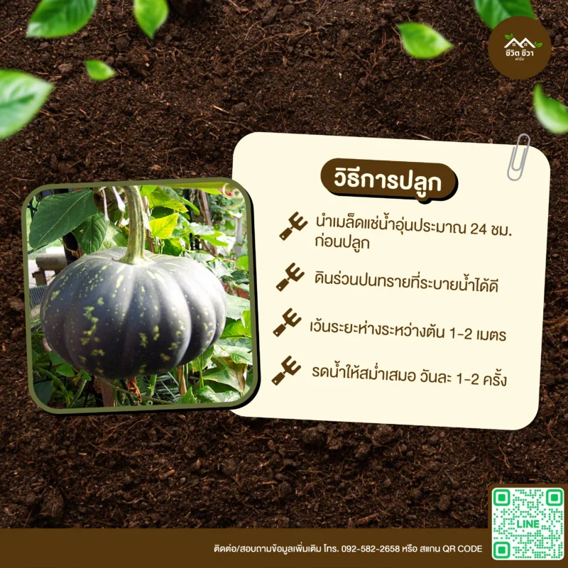 เมล็ดพันธุ์ ฟักทองญี่ปุ่นผิวเขียว