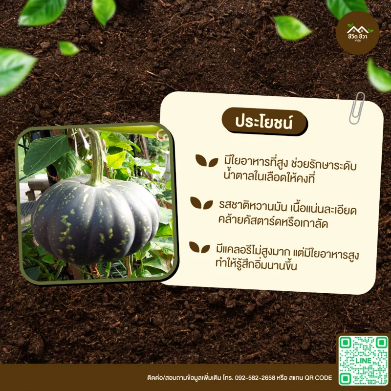 เมล็ดพันธุ์ ฟักทองญี่ปุ่นผิวเขียว