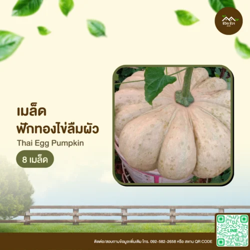 เมล็ดพันธุ์ ฟักทองไข่ลืมผัว