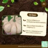 เมล็ดพันธุ์ ฟักทองไข่ลืมผัว