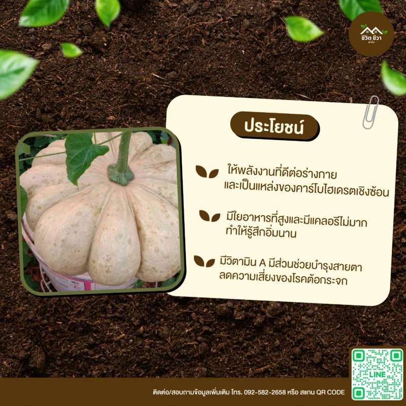 เมล็ดพันธุ์ ฟักทองไข่ลืมผัว