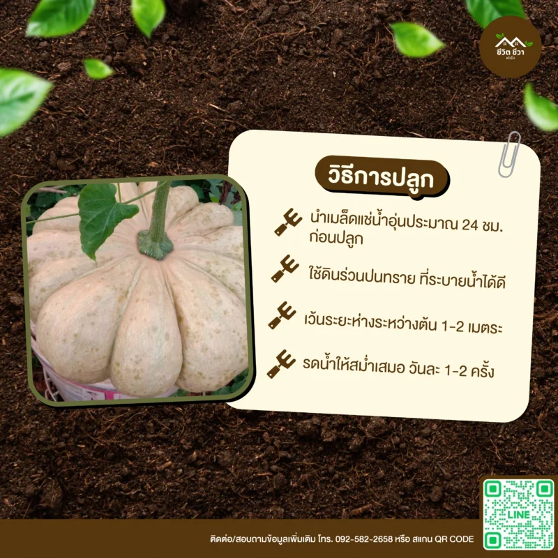 เมล็ดพันธุ์ ฟักทองไข่ลืมผัว