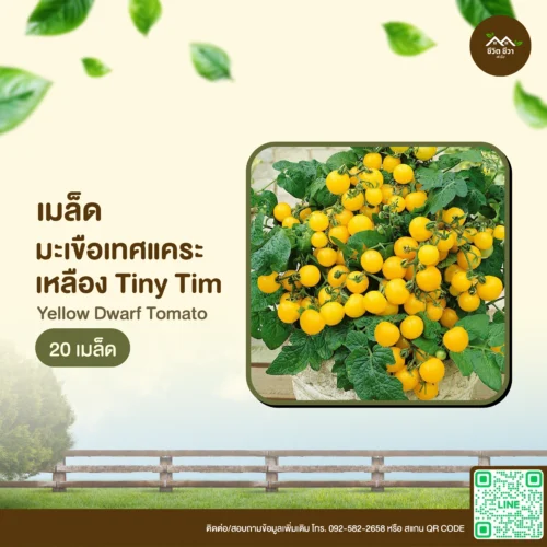 เมล็ดพันธุ์ มะเขือเทศแคระเหลือง Tiny Tim
