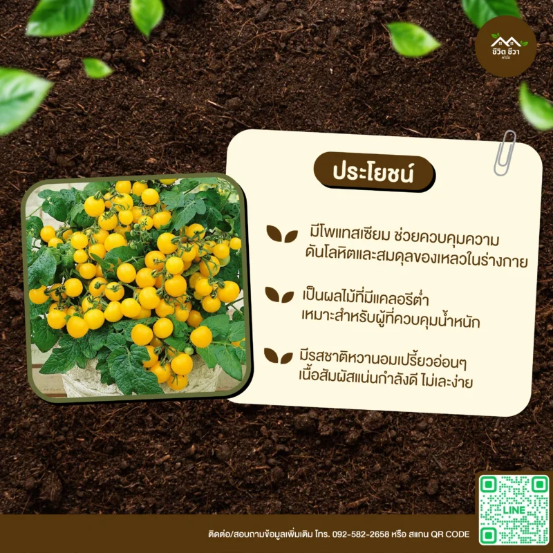 เมล็ดพันธุ์ มะเขือเทศแคระเหลือง Tiny Tim