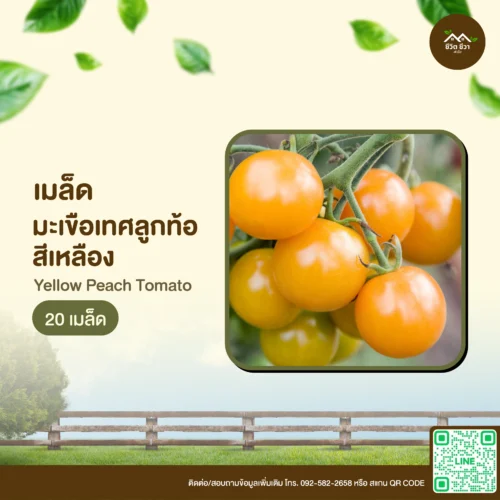 เมล็ดพันธุ์ มะเขือเทศลูกท้อสีเหลือง