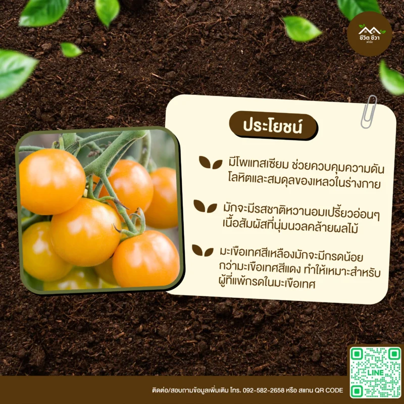 เมล็ดพันธุ์ มะเขือเทศลูกท้อสีเหลือง