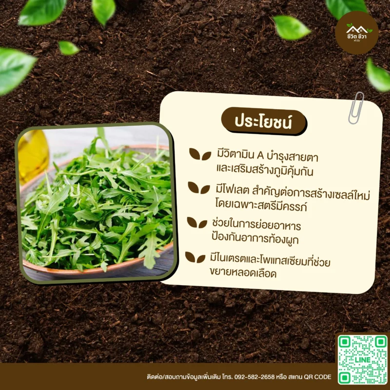 เมล็ดพันธุ์ สลัดร็อกเก็ต