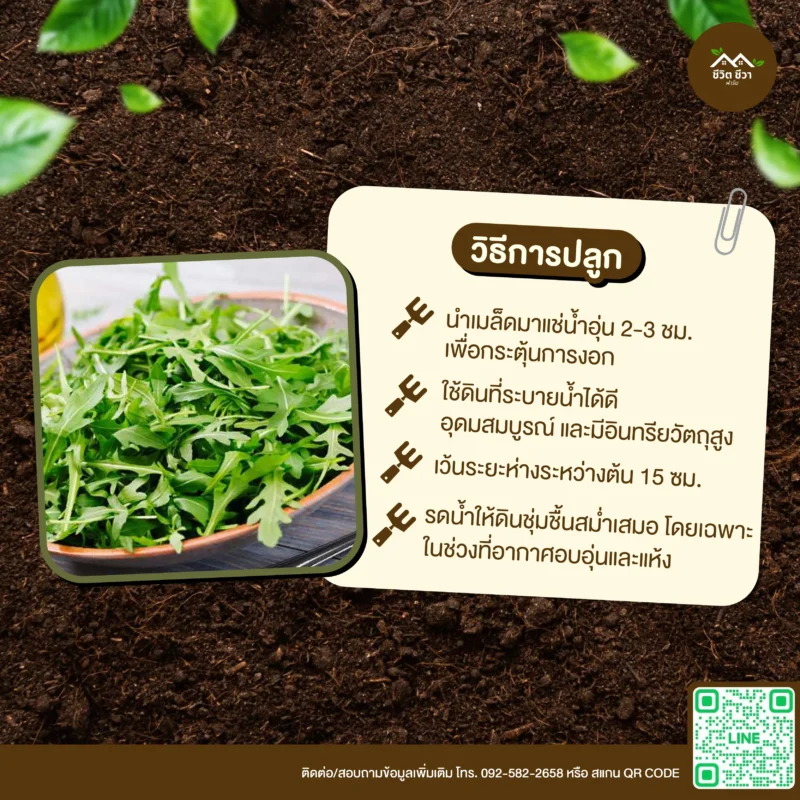 เมล็ดพันธุ์ สลัดร็อกเก็ต