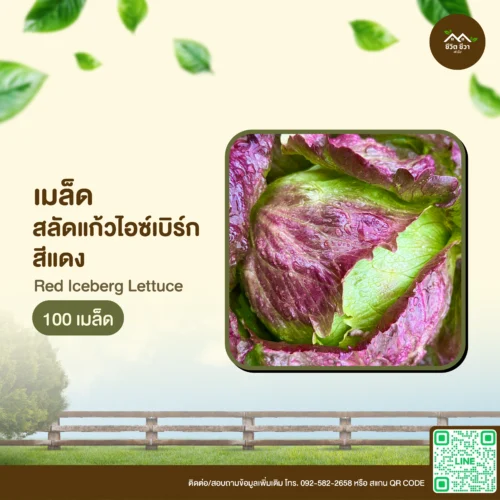 เมล็ดพันธุ์ ผักสลัดแก้วไอซ์เบิร์กสีแดง