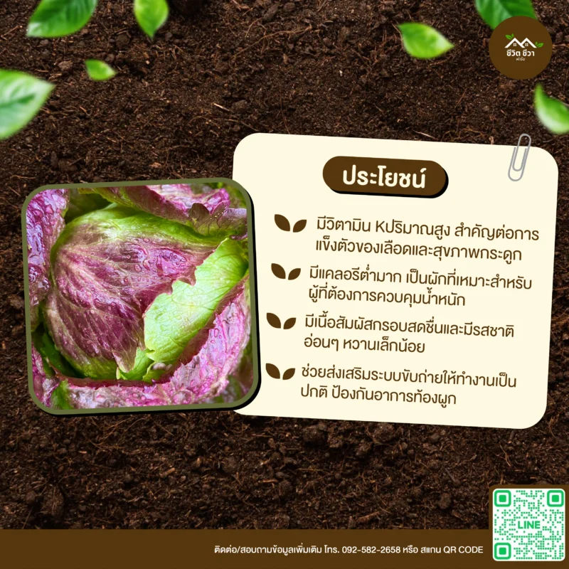 เมล็ดพันธุ์ ผักสลัดแก้วไอซ์เบิร์กสีแดง