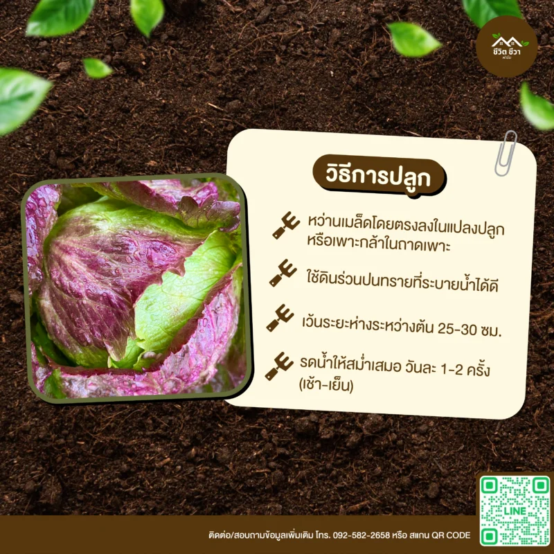 เมล็ดพันธุ์ ผักสลัดแก้วไอซ์เบิร์กสีแดง