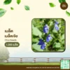 เมล็ดพันธุ์ เมล็ดเจีย