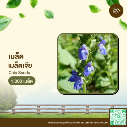 เมล็ดพันธุ์ เมล็ดเจีย