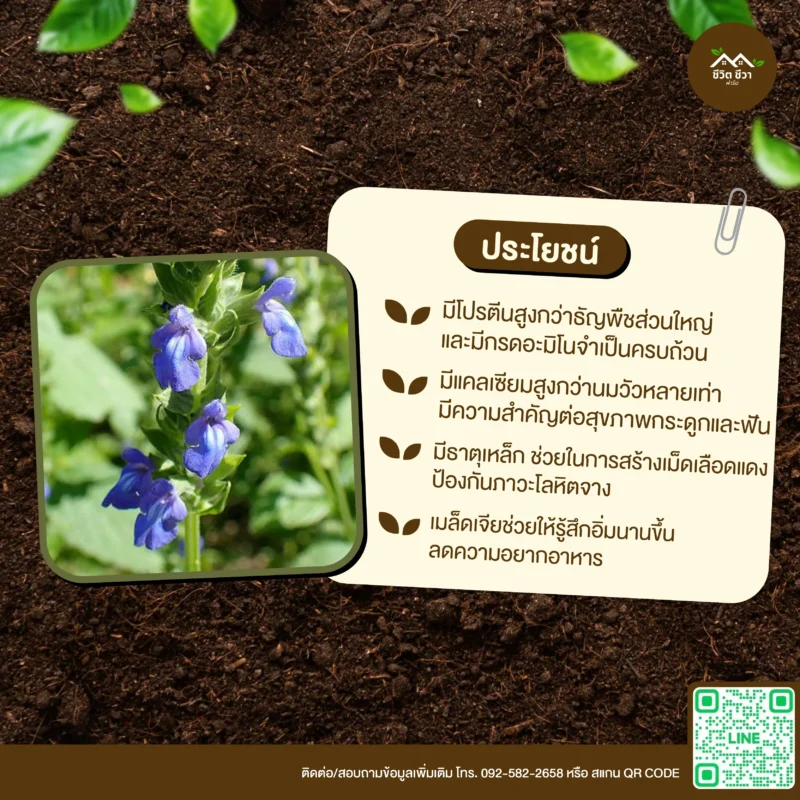 เมล็ดพันธุ์ เมล็ดเจีย