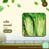 เมล็ดพันธุ์ เซอเลอรี่