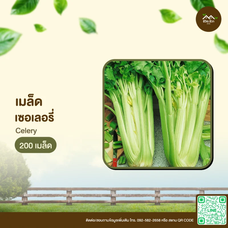 เมล็ดพันธุ์ เซอเลอรี่