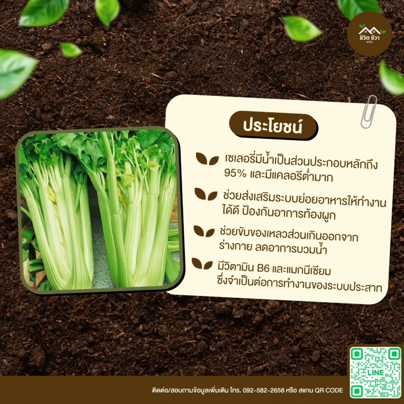 เมล็ดพันธุ์ เซอเลอรี่
