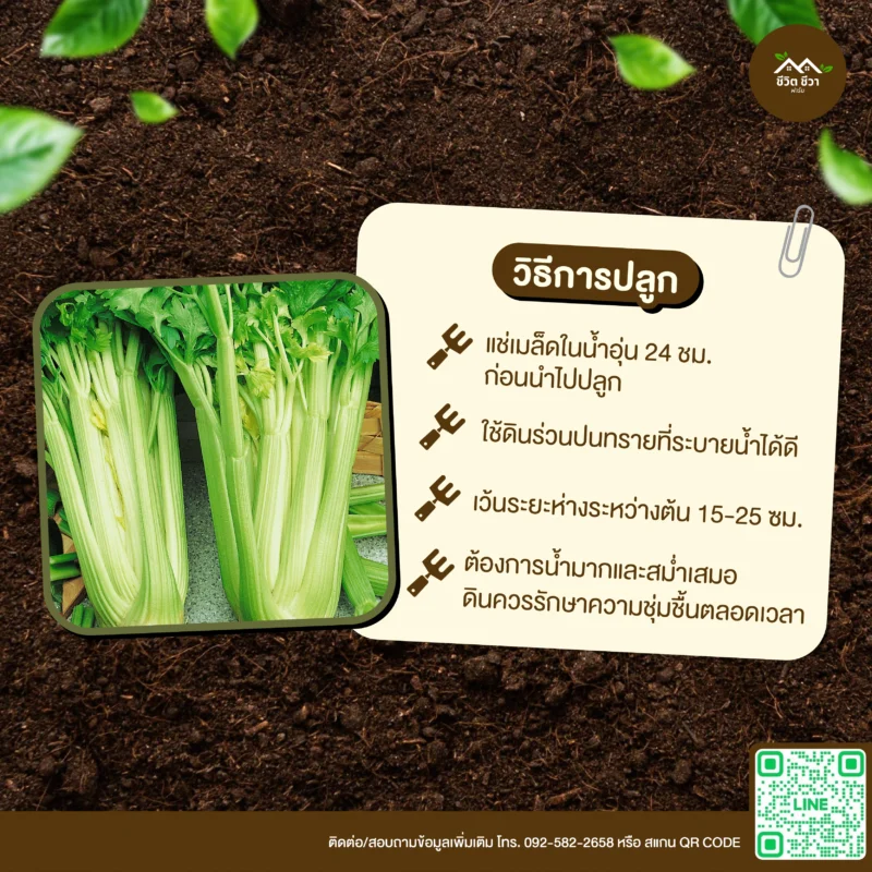 เมล็ดพันธุ์ เซอเลอรี่